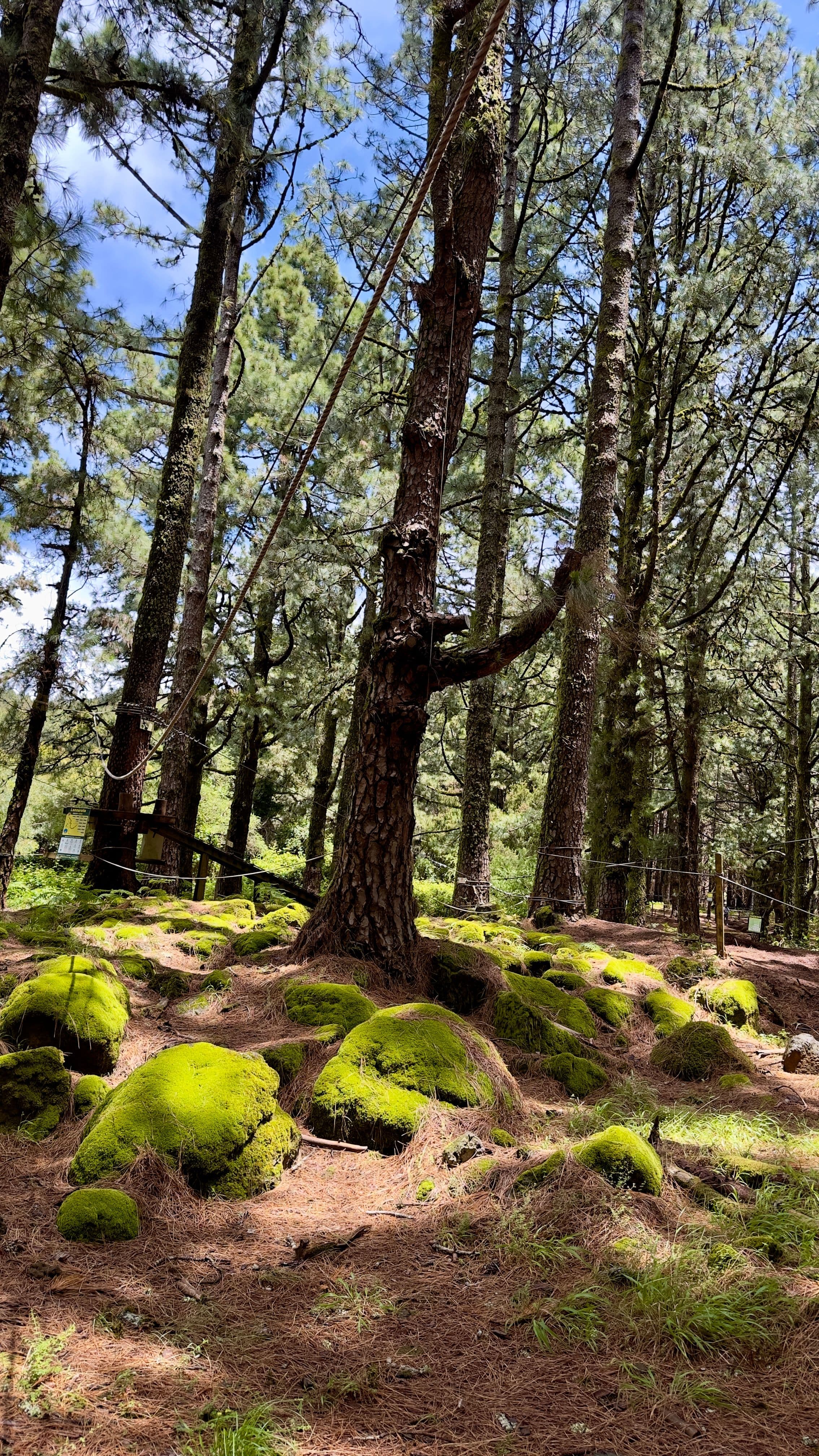Corona Forestal pine forest